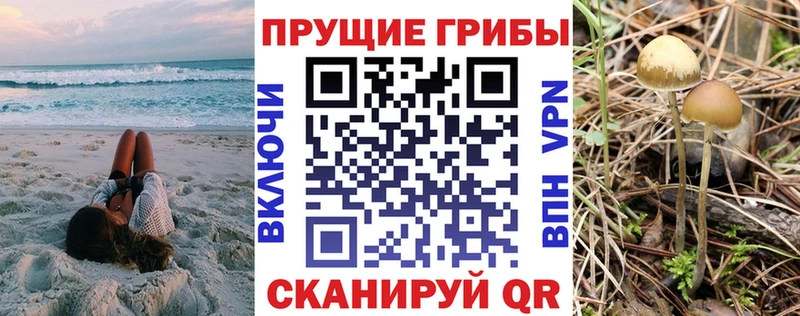 как найти закладки  Великий Новгород  Псилоцибиновые грибы Cubensis 
